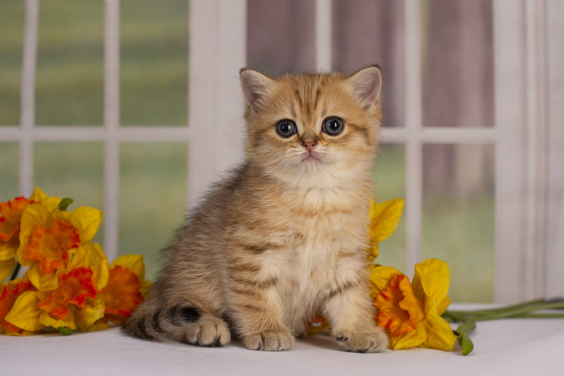 Котёнок на спокойном фоне