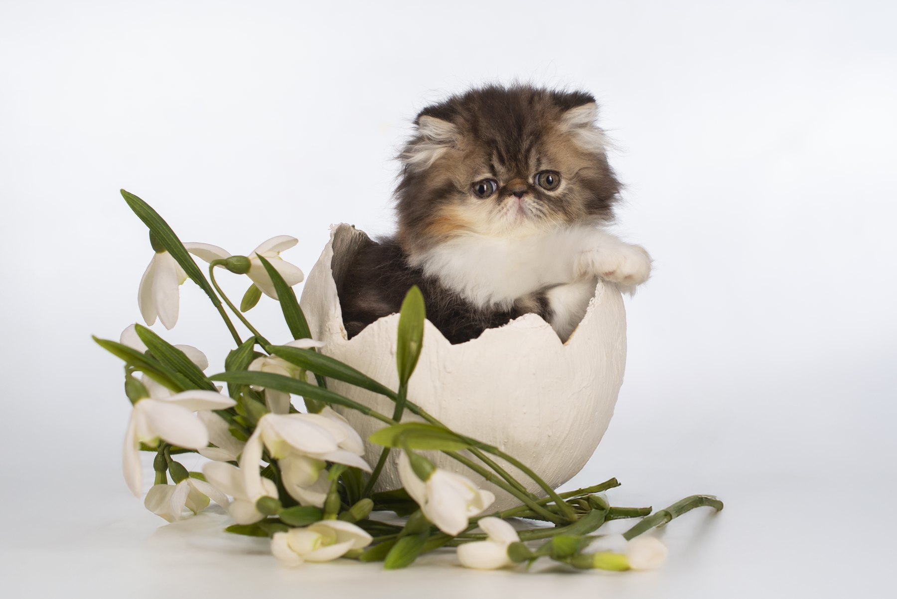 Котенок в студийном реквизите
