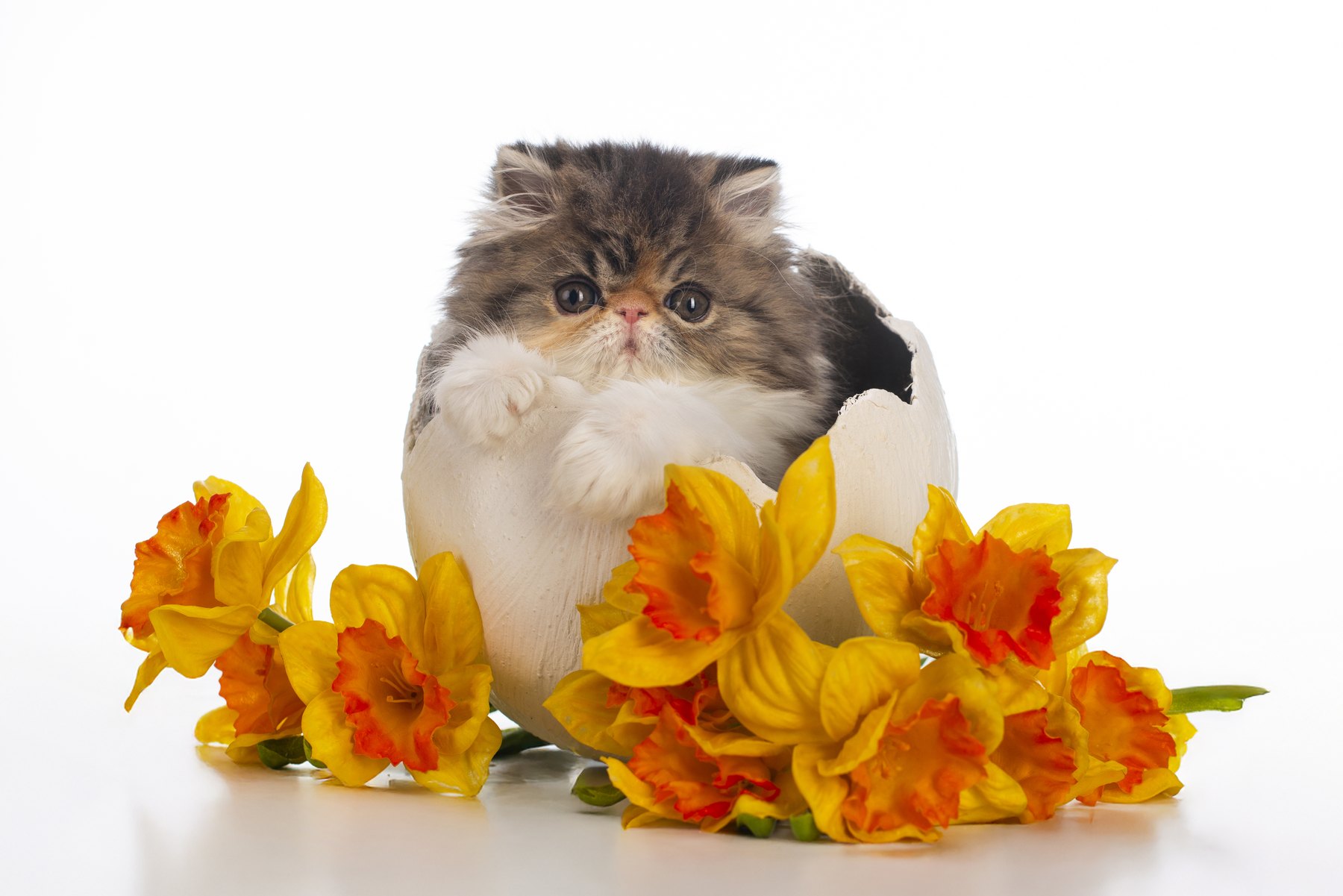 Котенок с реквизитом
